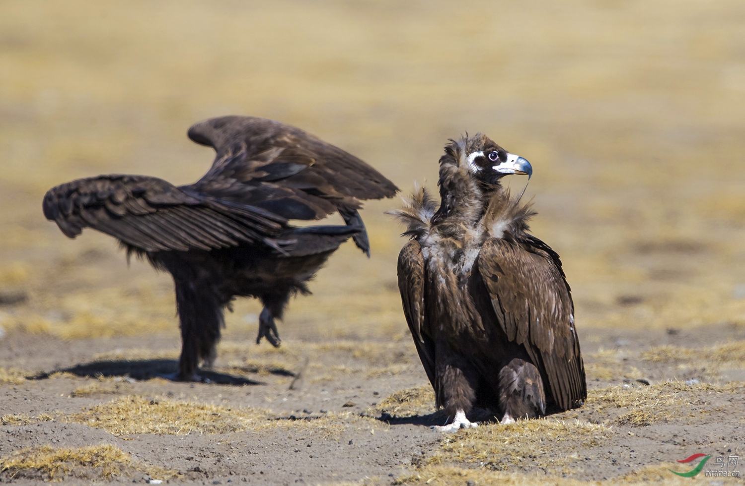 秃鹫.jpg