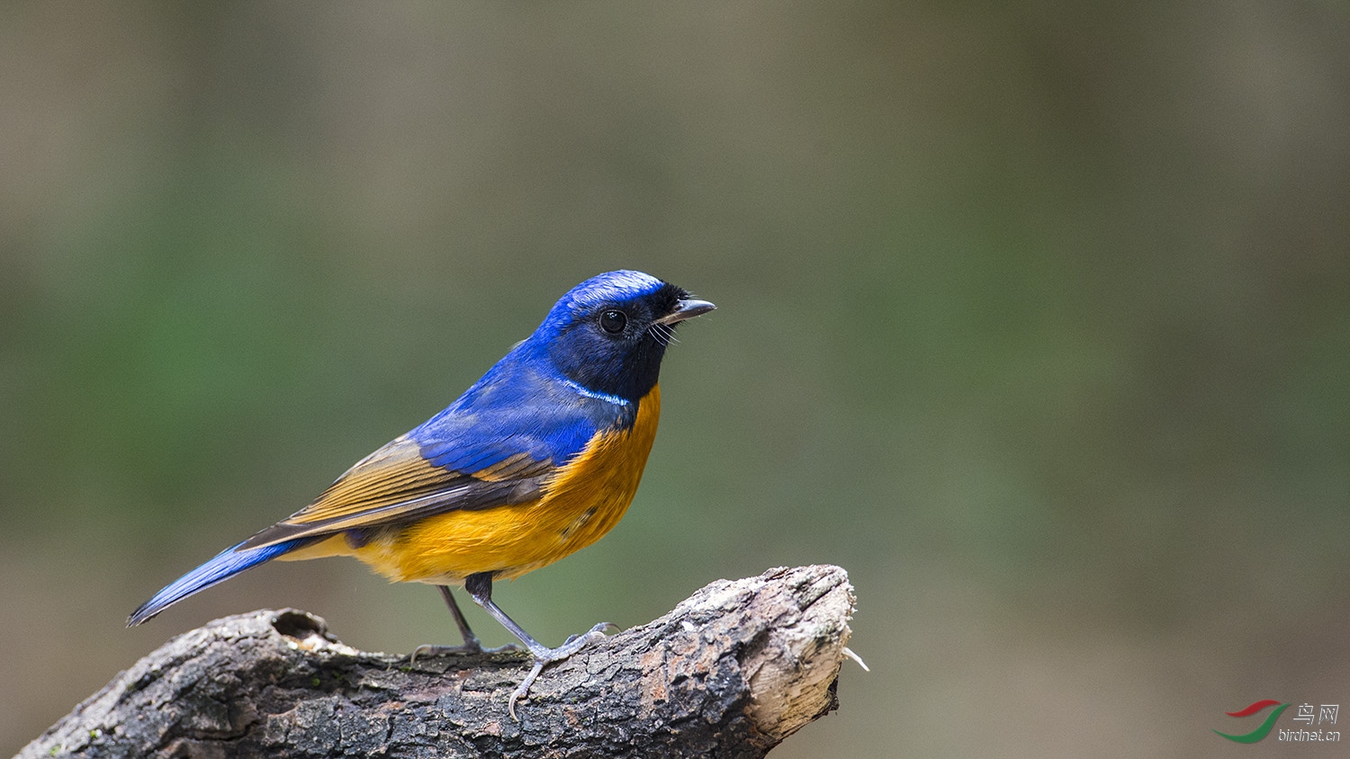 请教:棕腹仙鹟?棕腹蓝仙鹟?