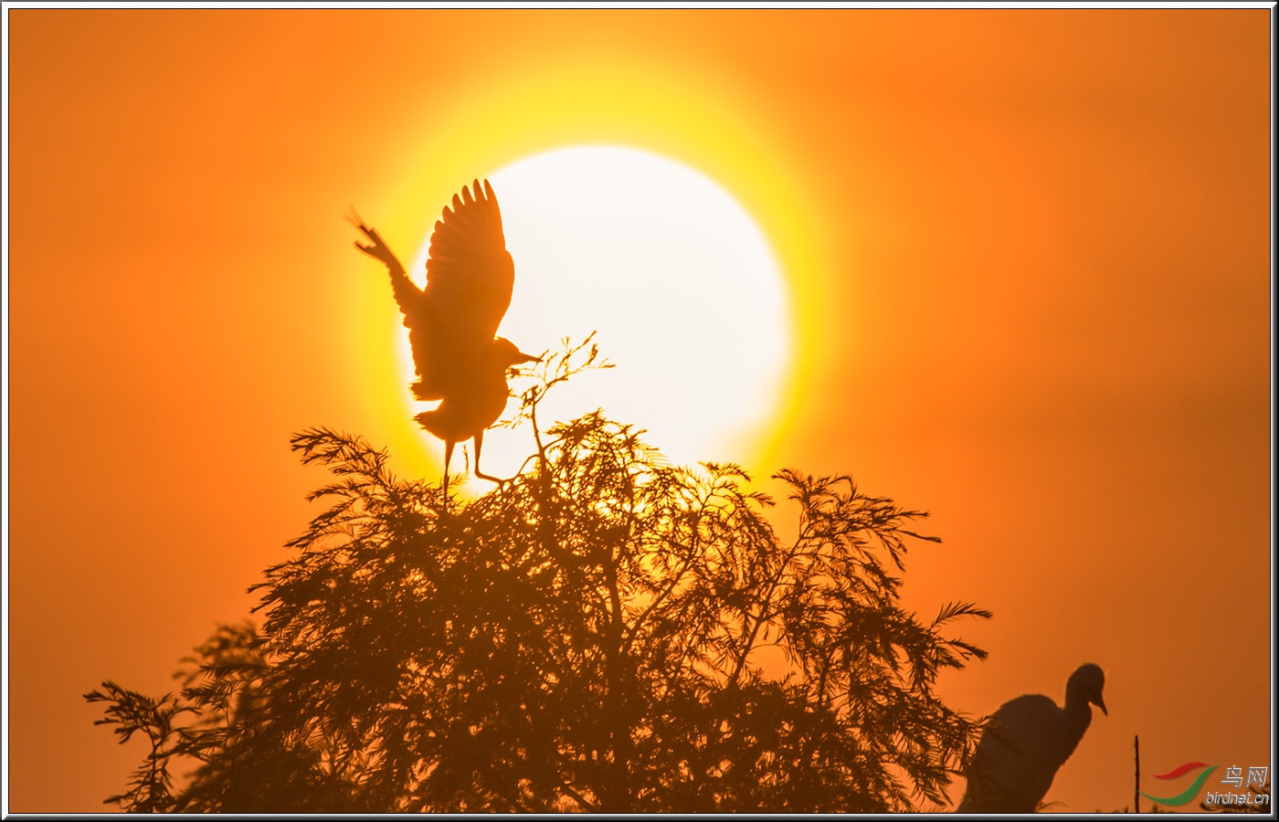 太阳和鸟