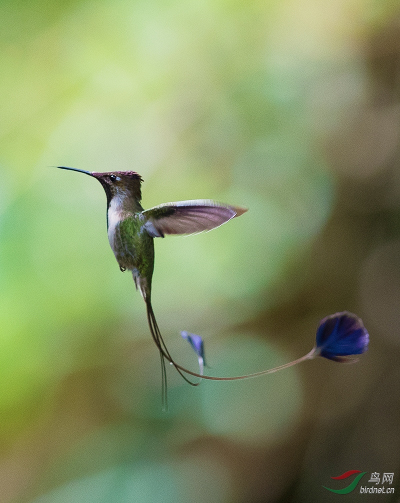 美丽精灵之叉扇尾蜂鸟