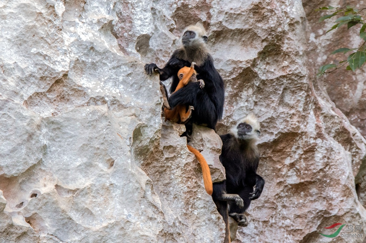 警惕远处的流氓猴