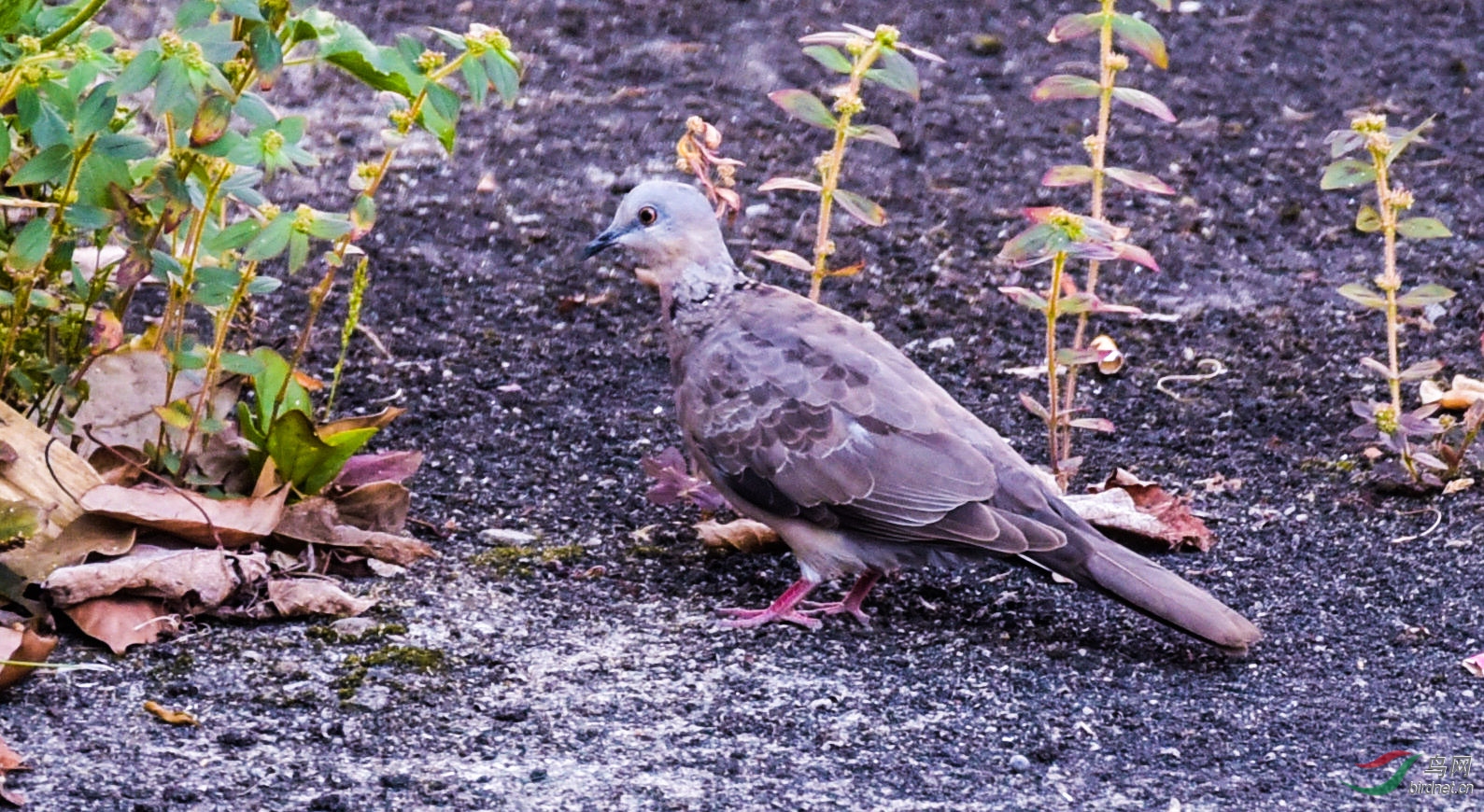 珠颈斑鸠亚成20170724