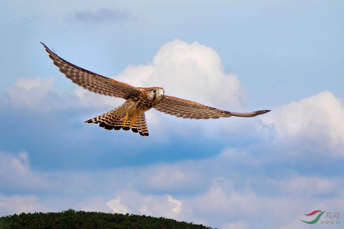 红隼翱翔!