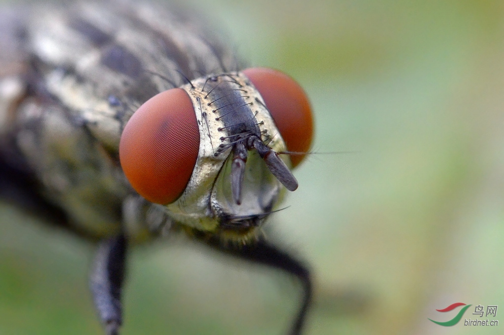 苍蝇头部