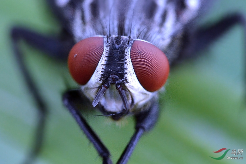 苍蝇头部