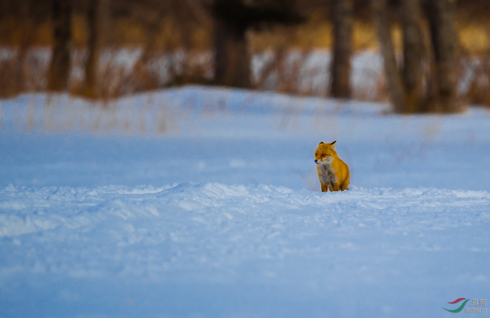 雪地小狐狸