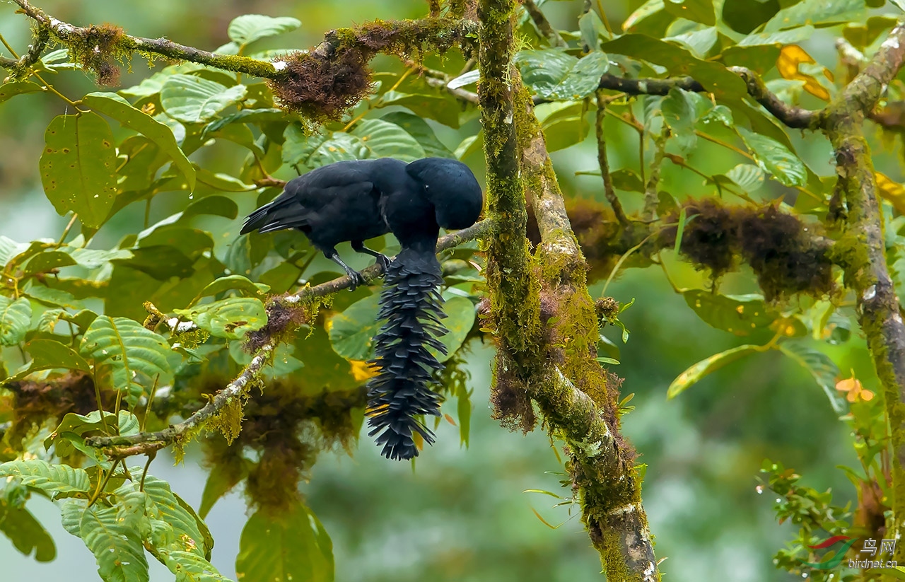 (长耳垂伞鸟)长耳垂冠伞鸟,英文名:long-wattled umbrellabird(祝.