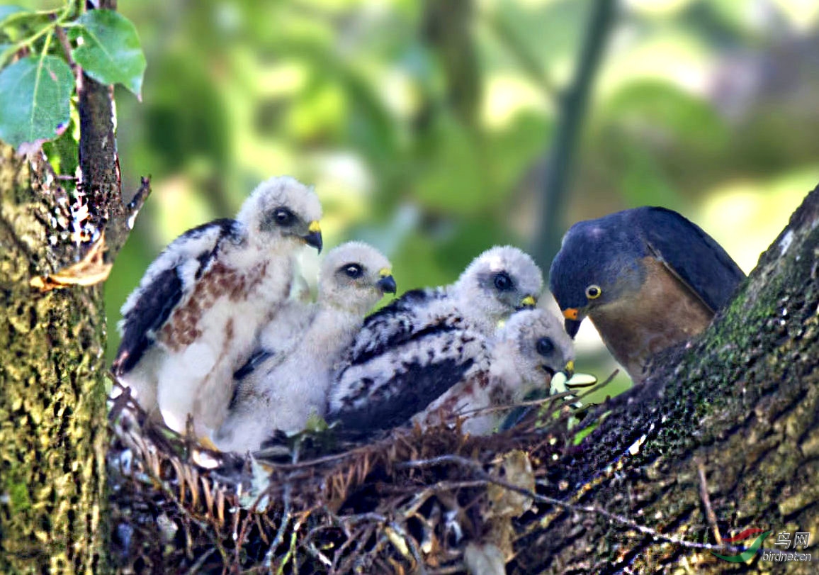 猛禽给幼鸟喂食赤腹鹰