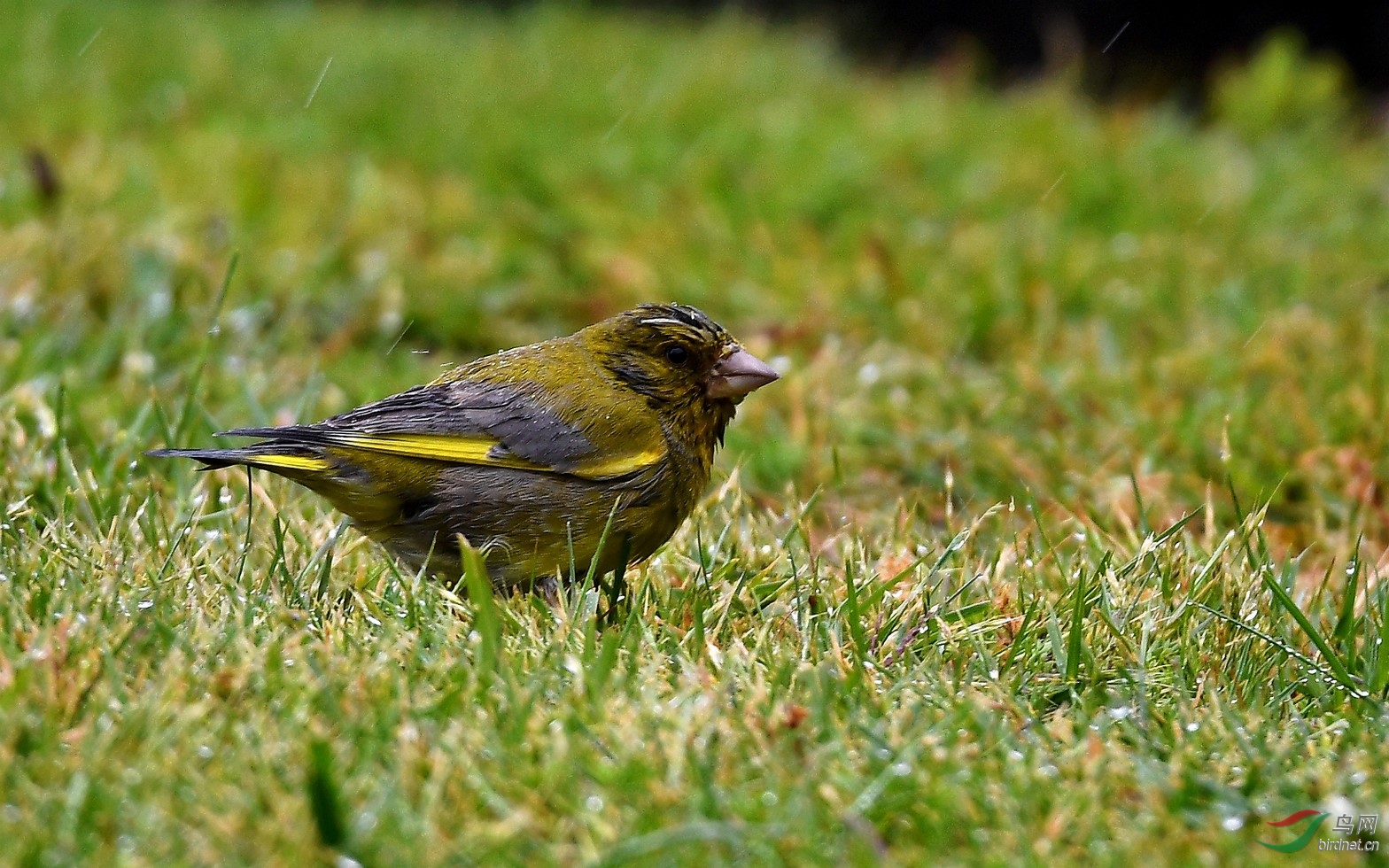 雨中的欧金翅雀