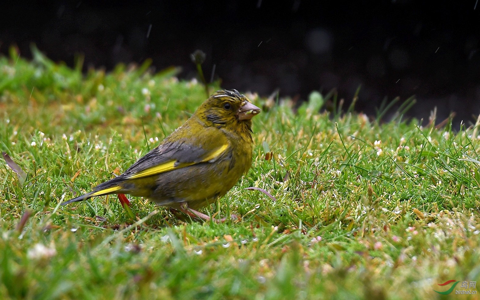 雨中的欧金翅雀