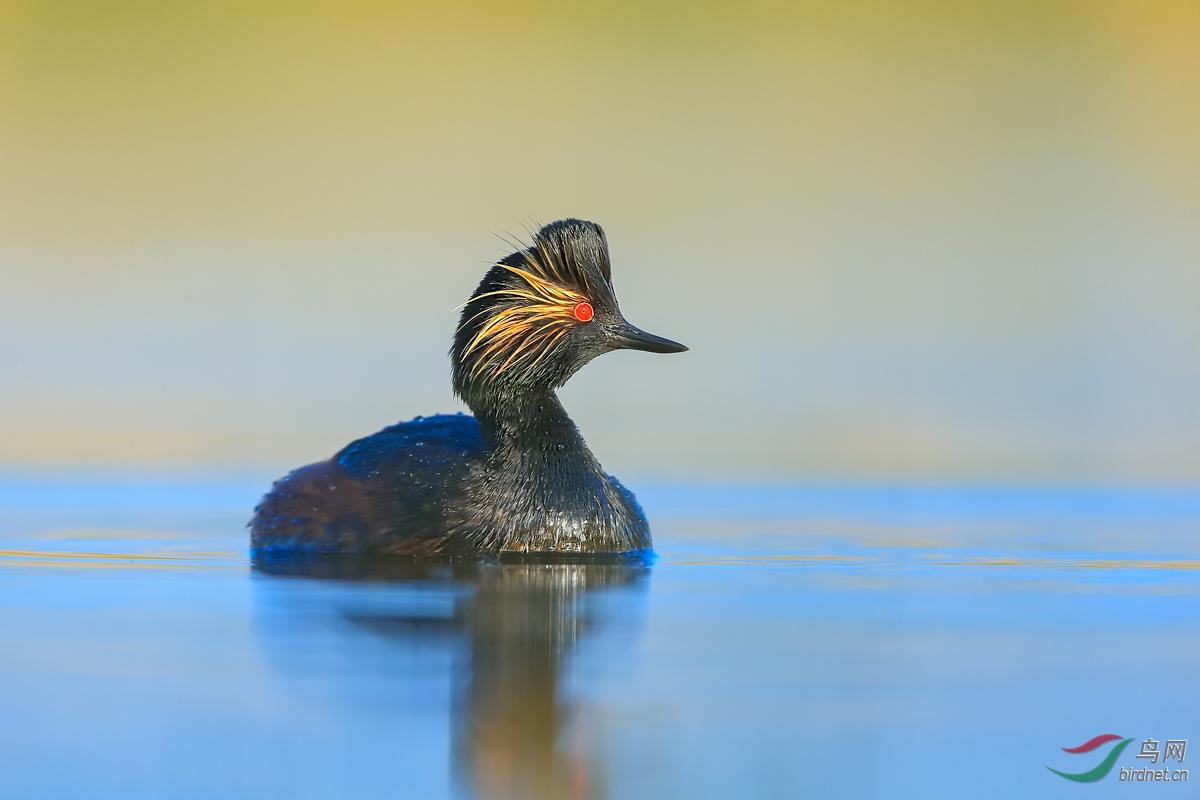 一组黑颈䴙䴘的标准照