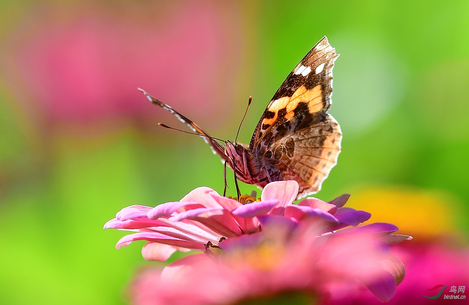 后花园里的精灵.