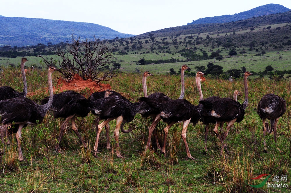 马拉草原野生鸵鸟群