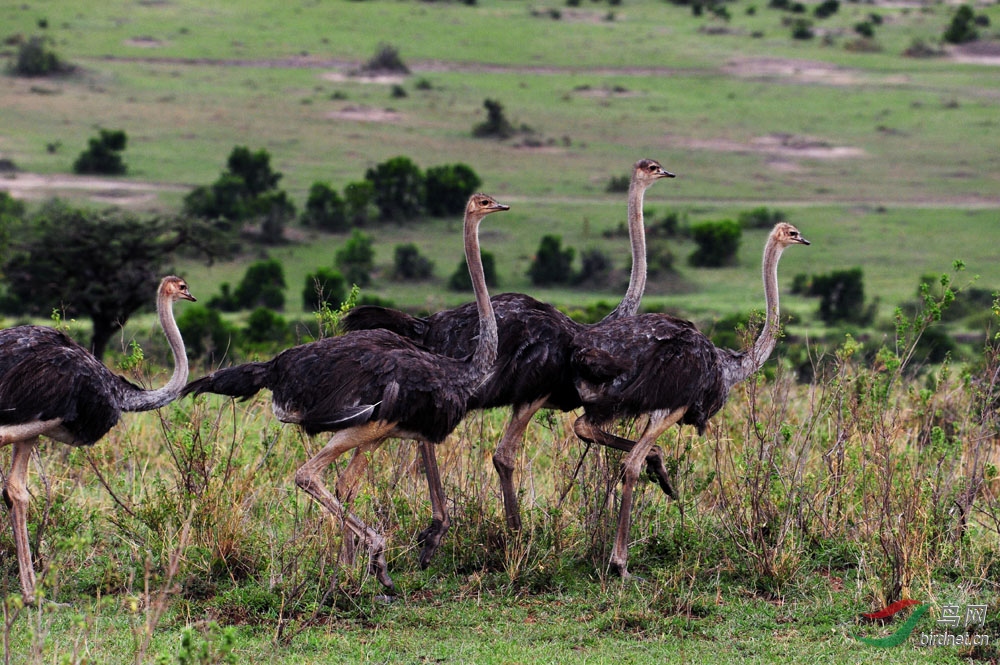 马拉草原野生鸵鸟群