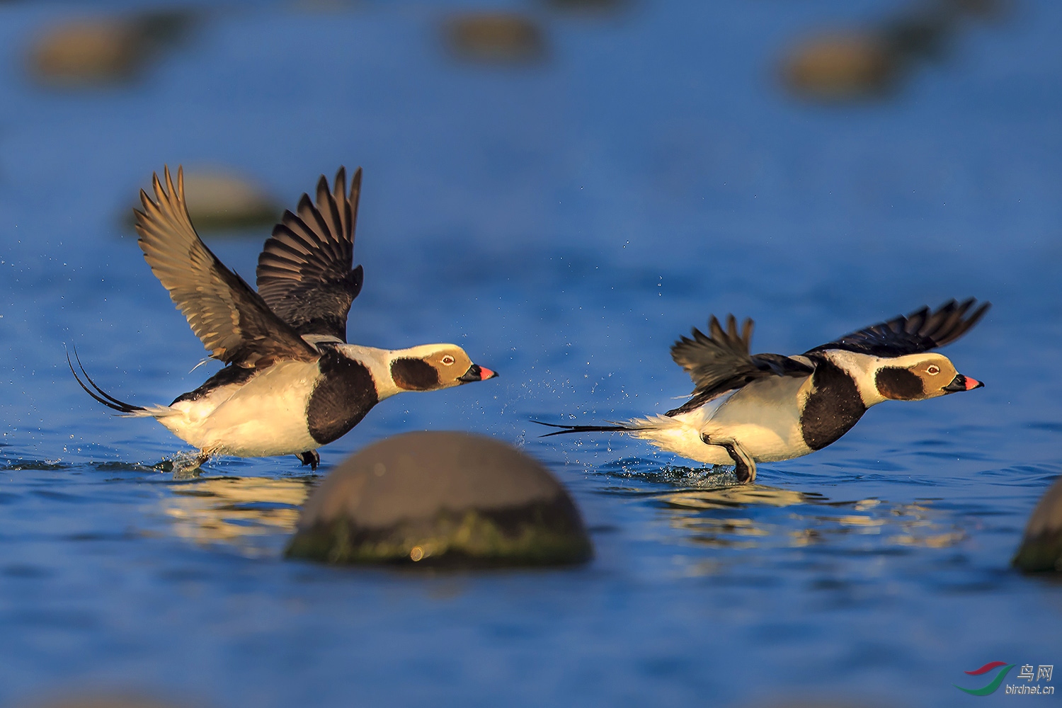 游弋在海面的鸭子