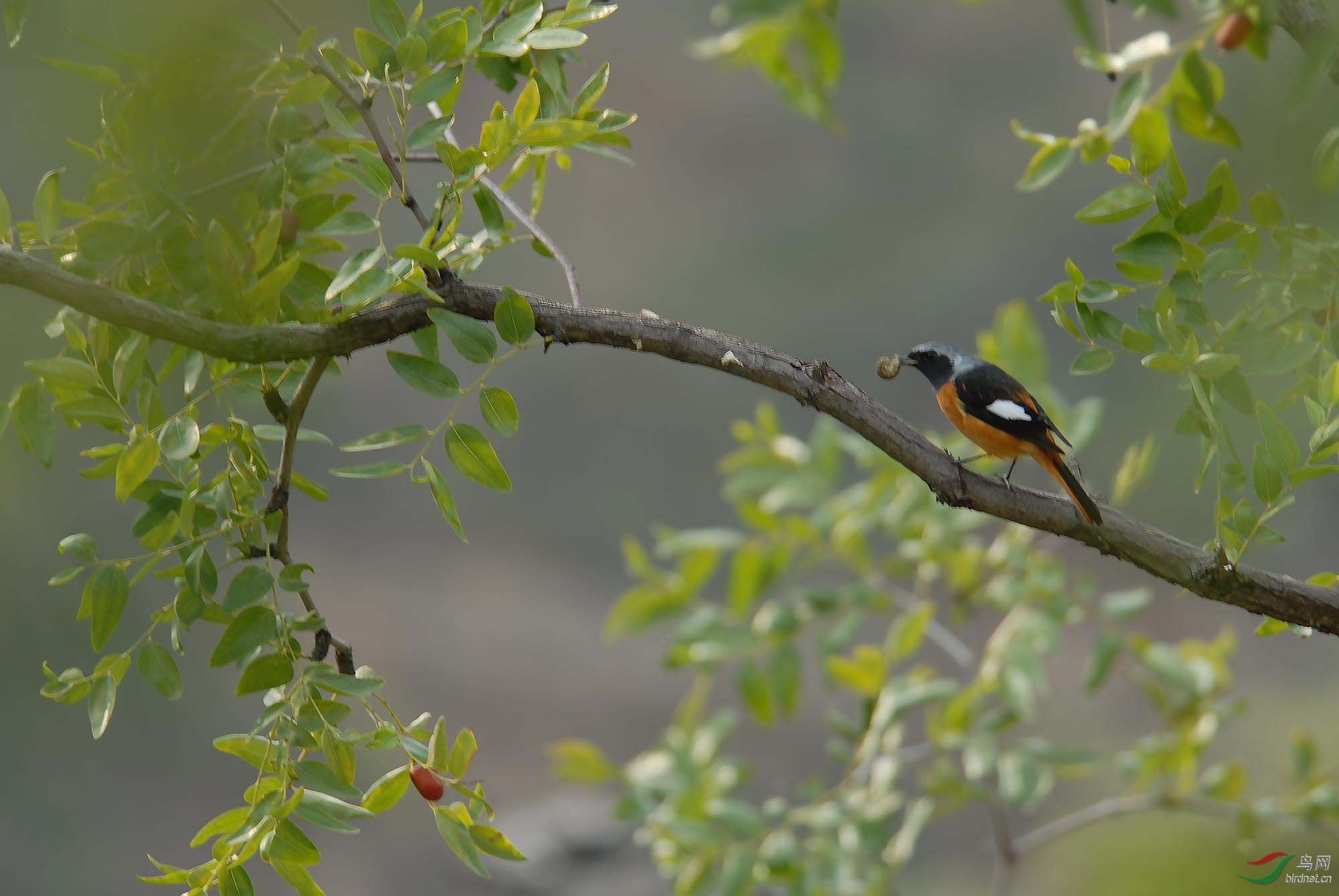 请问版主这鸟叫啥?