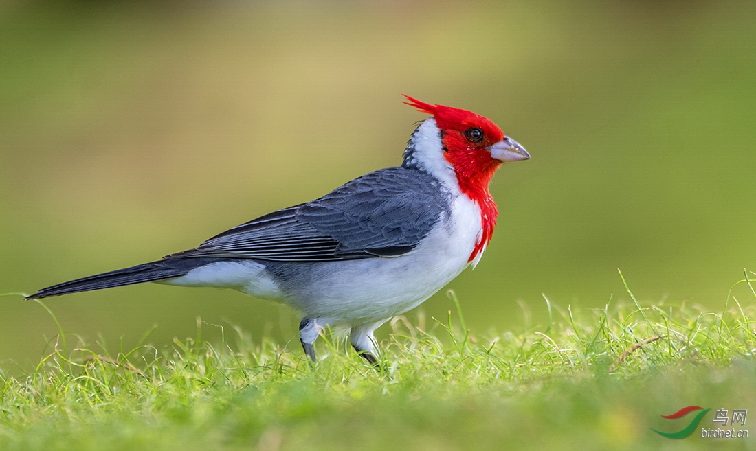 冠蜡嘴鹀红冠蜡嘴雀荣获首页精华