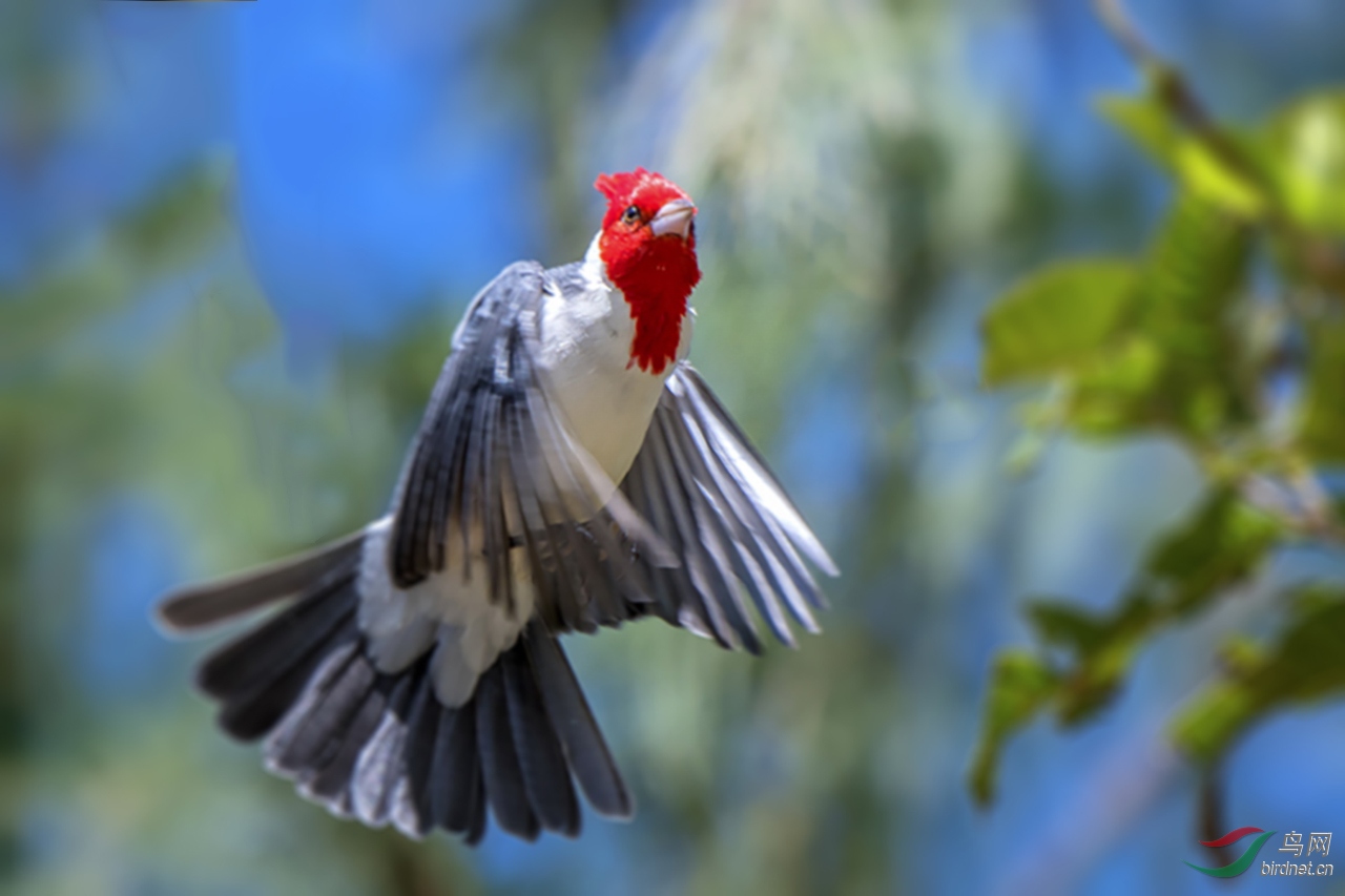 冠蜡嘴鹀红冠蜡嘴雀荣获首页精华