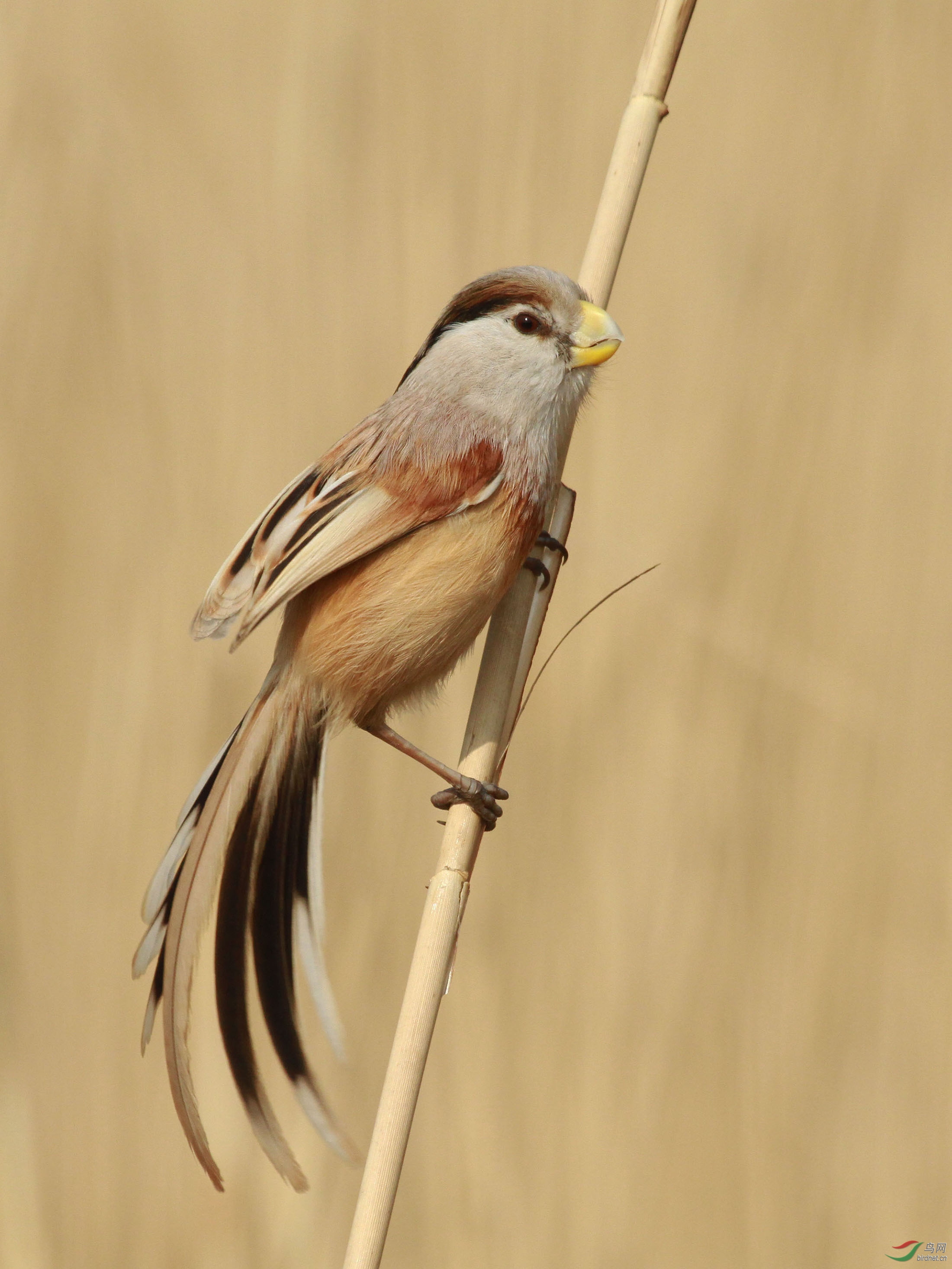 [林鸟] 震旦鸦雀--宛平湖