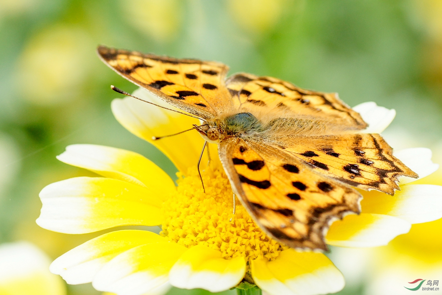蝶恋花 (老豹蛱蝶)