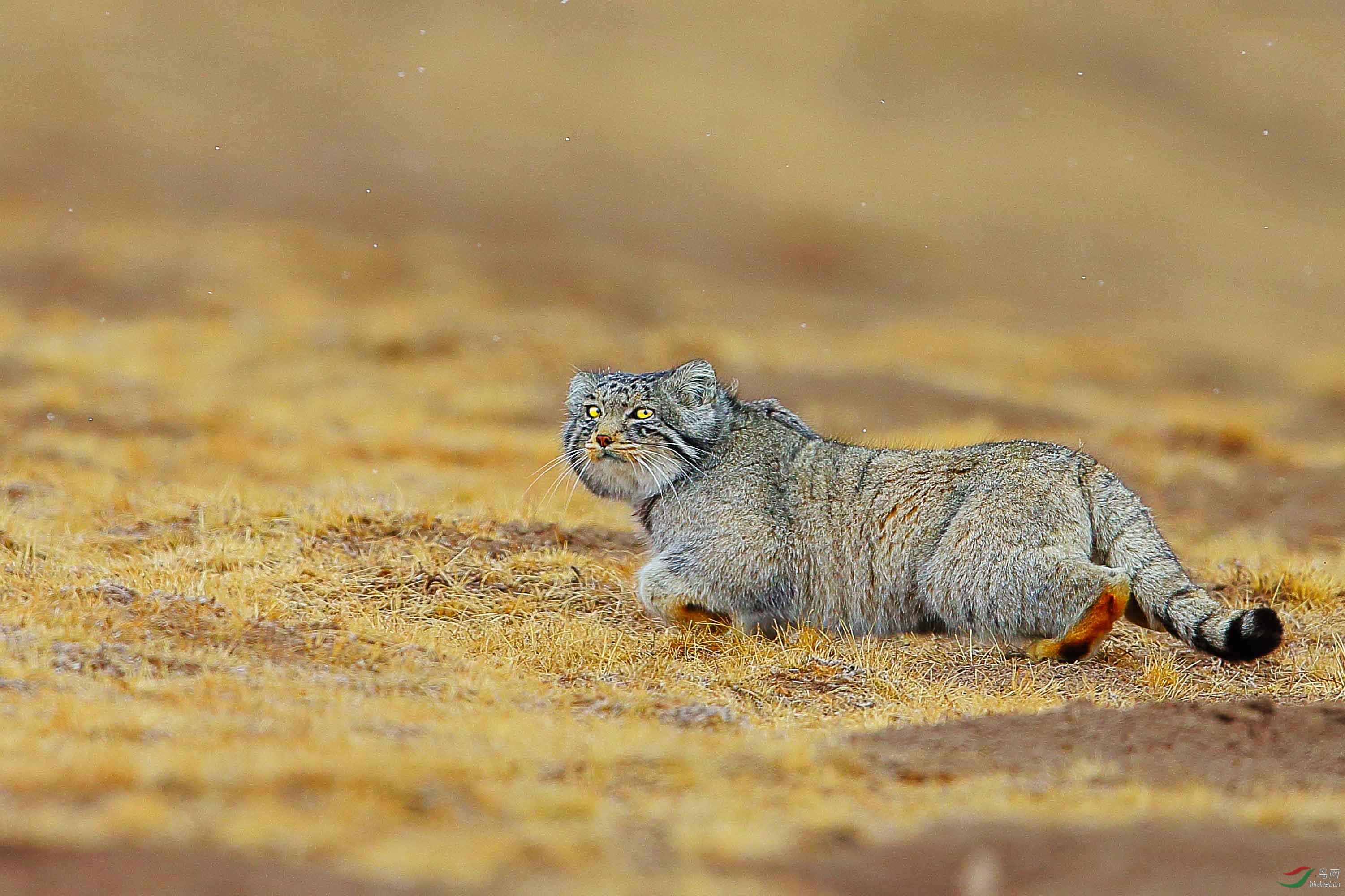 兔狲周四问好重庆版的鸟友们