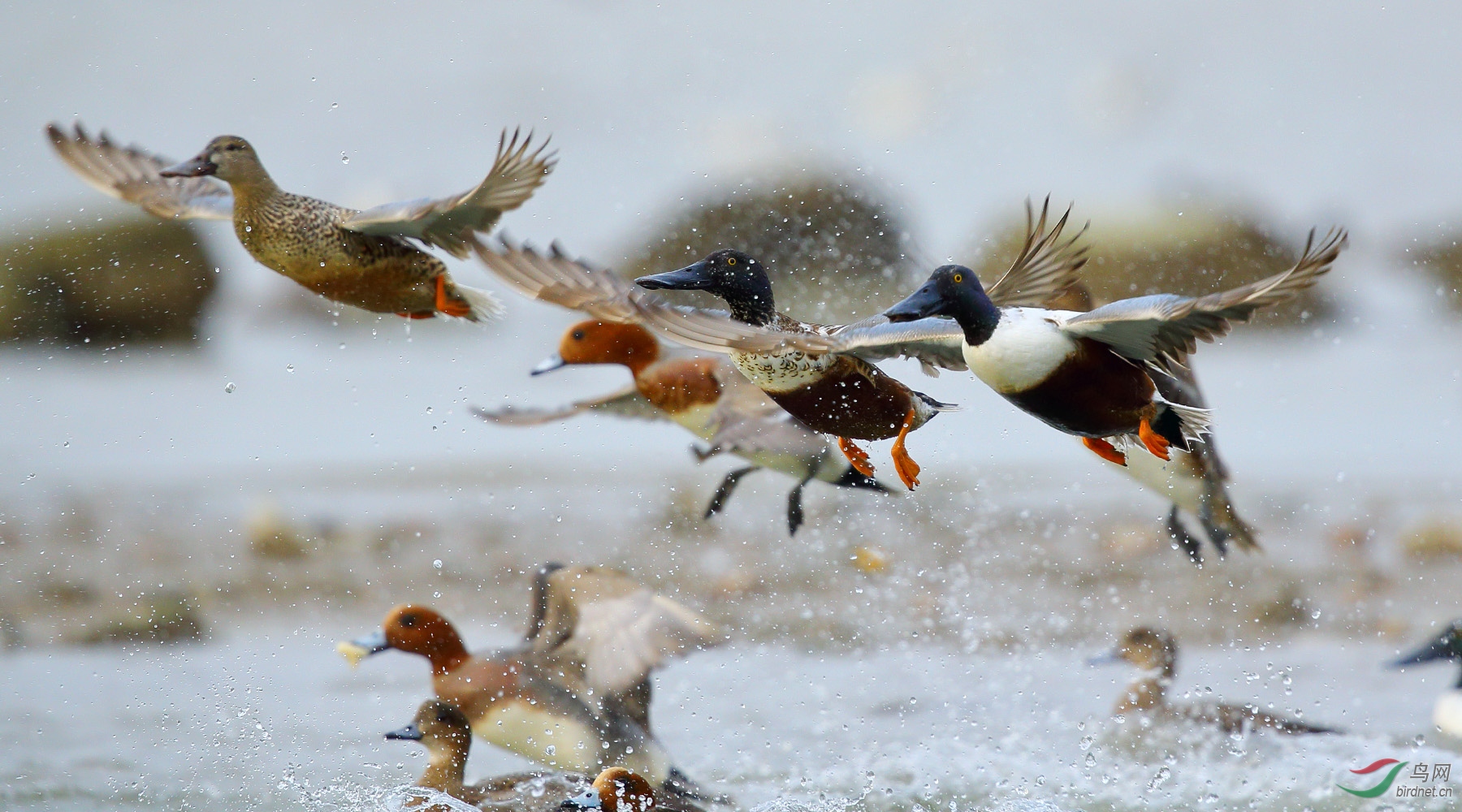 群飞的鸭子