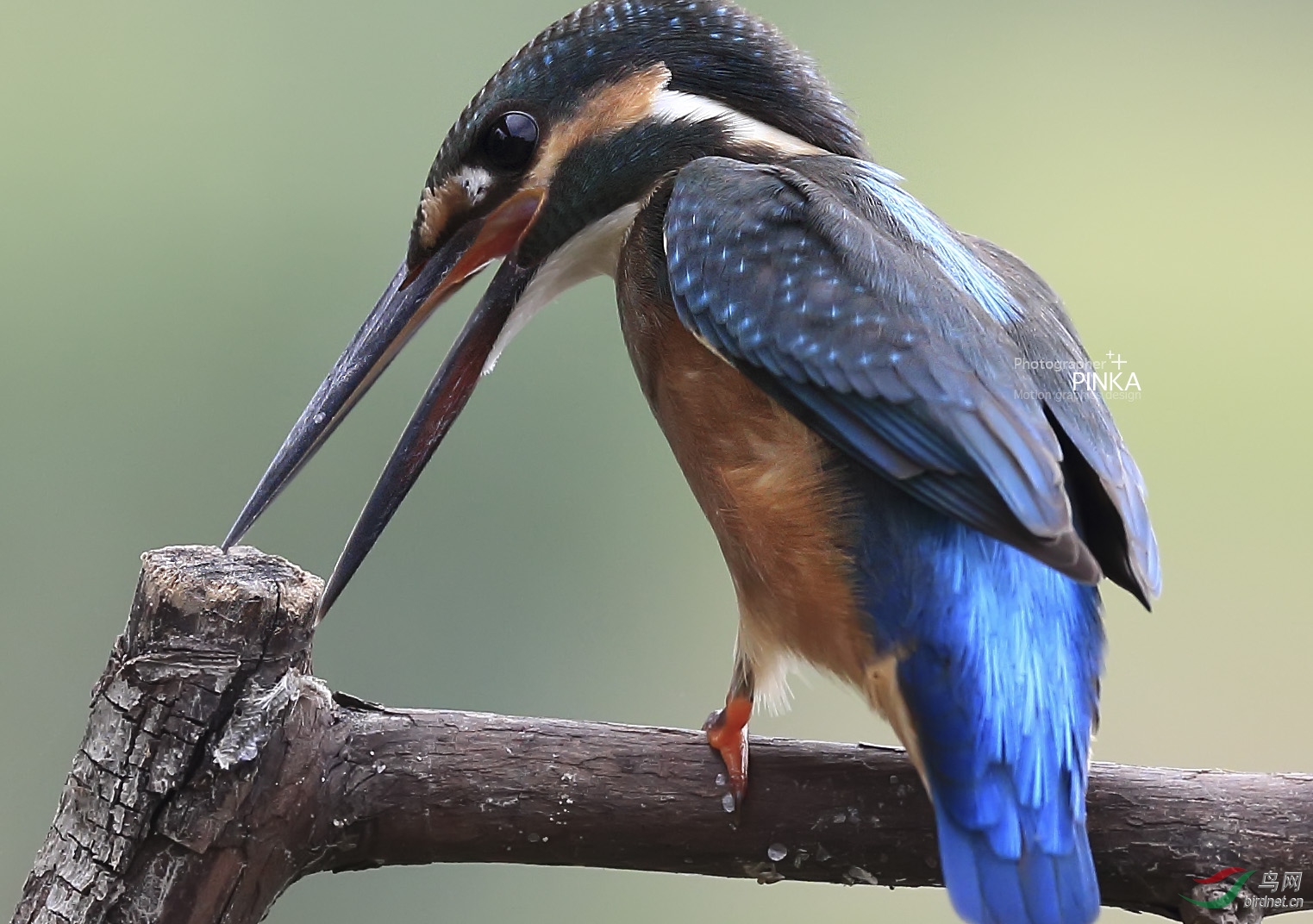 大翠鸟 好大好大好大