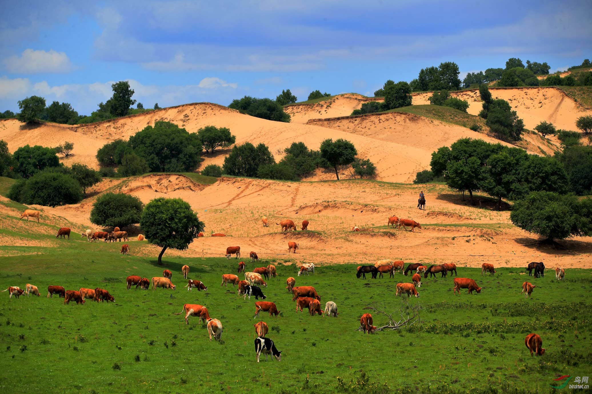 牛儿在山坡吃草