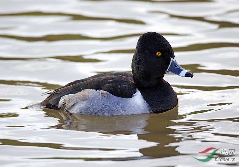 环颈潜鸭