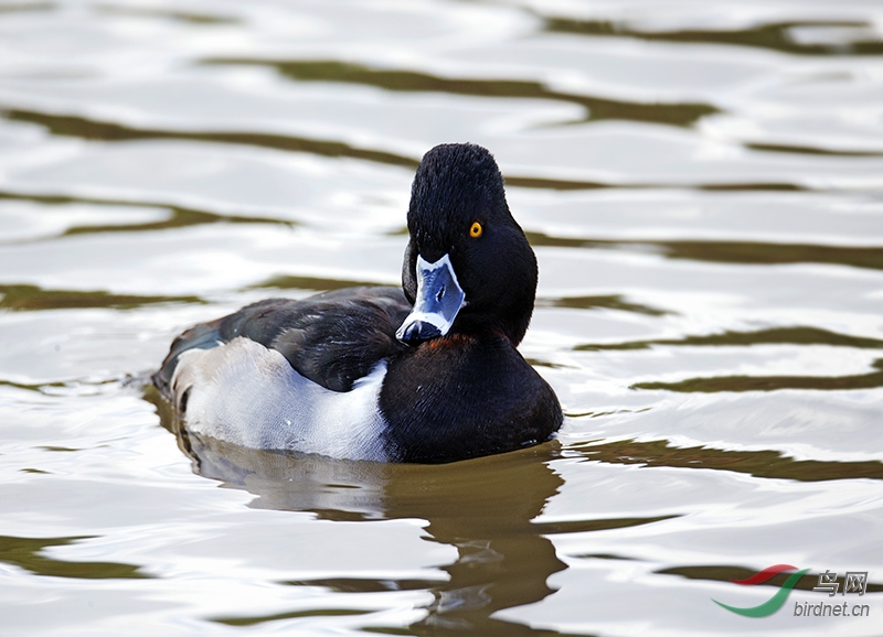 环颈潜鸭