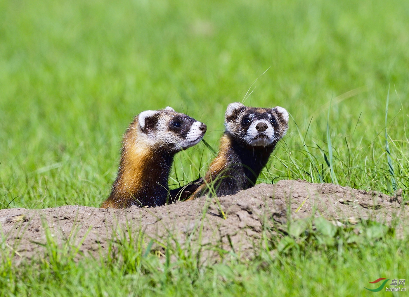 巴彦查干草原上的艾鼬(祝贺荣获动物风光首页精华)