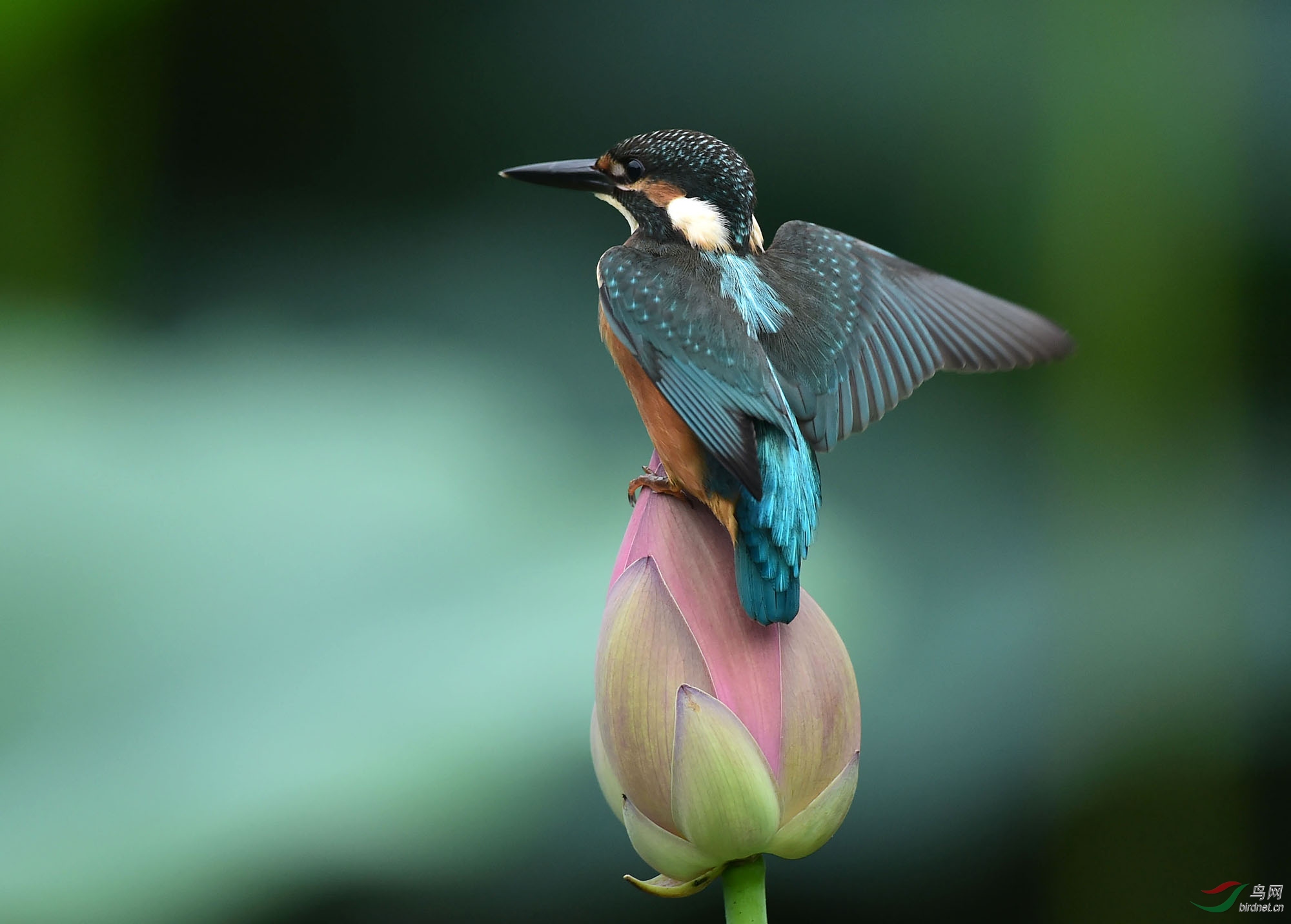 荷花翠鸟