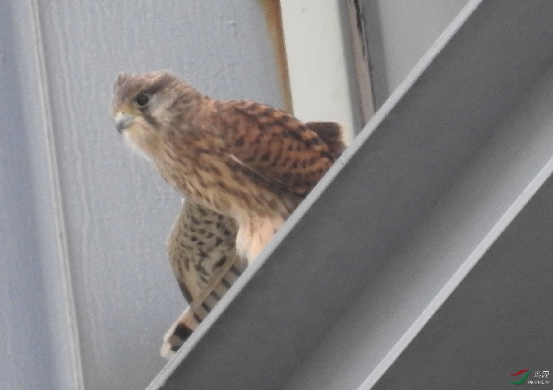 ����-�῵P900DSCN0378.JPG
