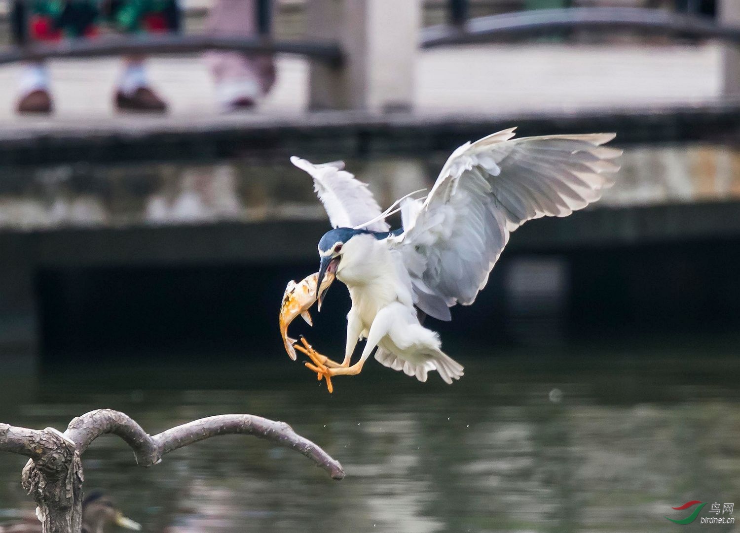 叼了一条十八鳞鲤鱼