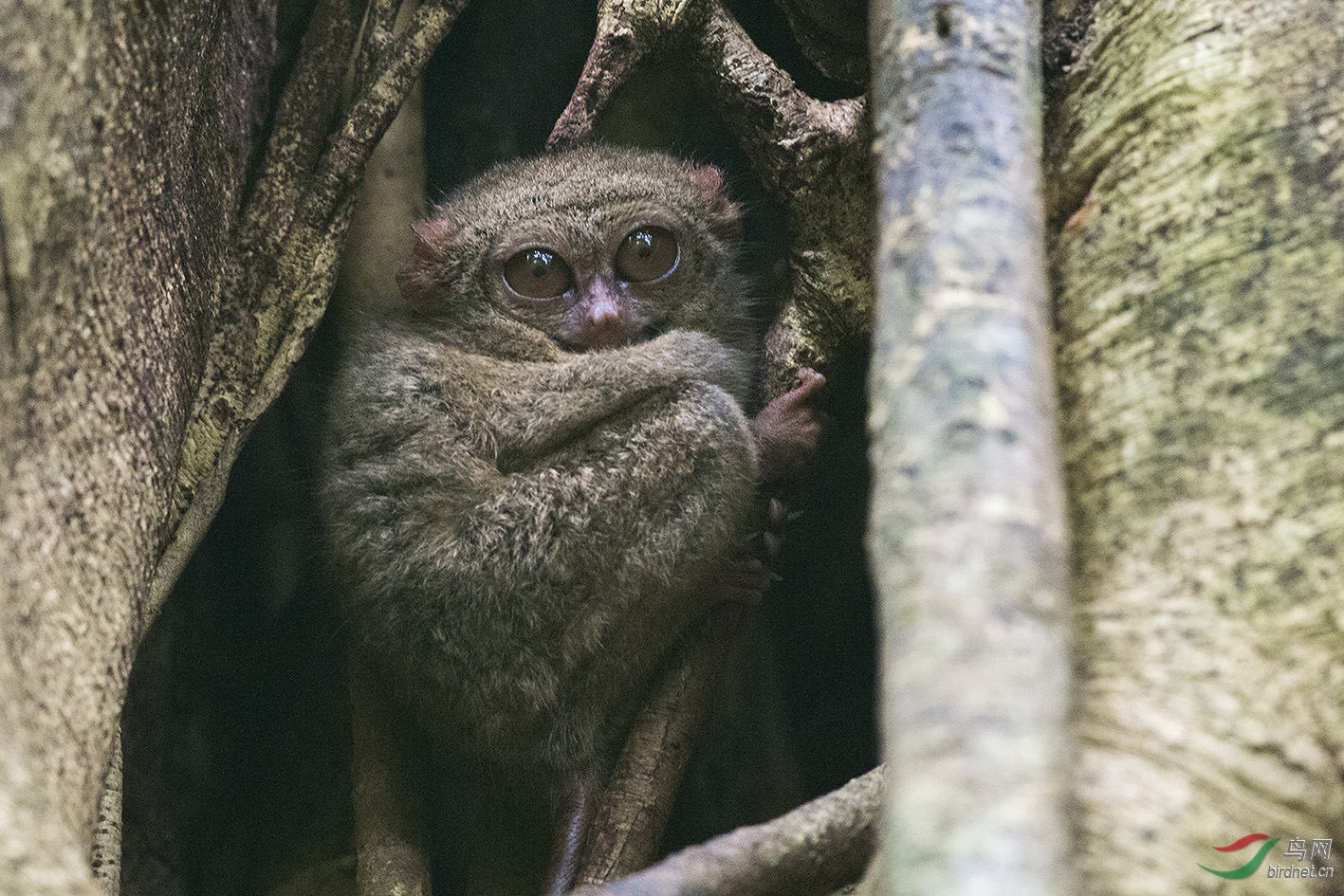 跗猴(眼睛猴)荣获首页精华 - 上海版 shanghai 鸟网