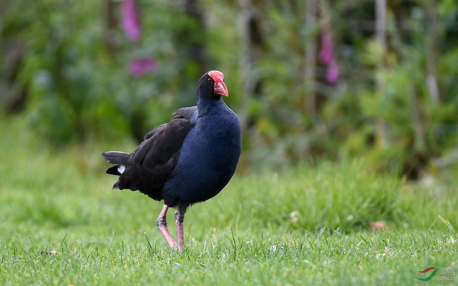 澳洲紫水鸡