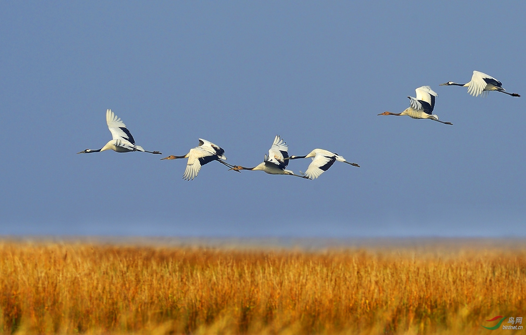 [水鸟] 飞过芦苇荡---丹顶鹤