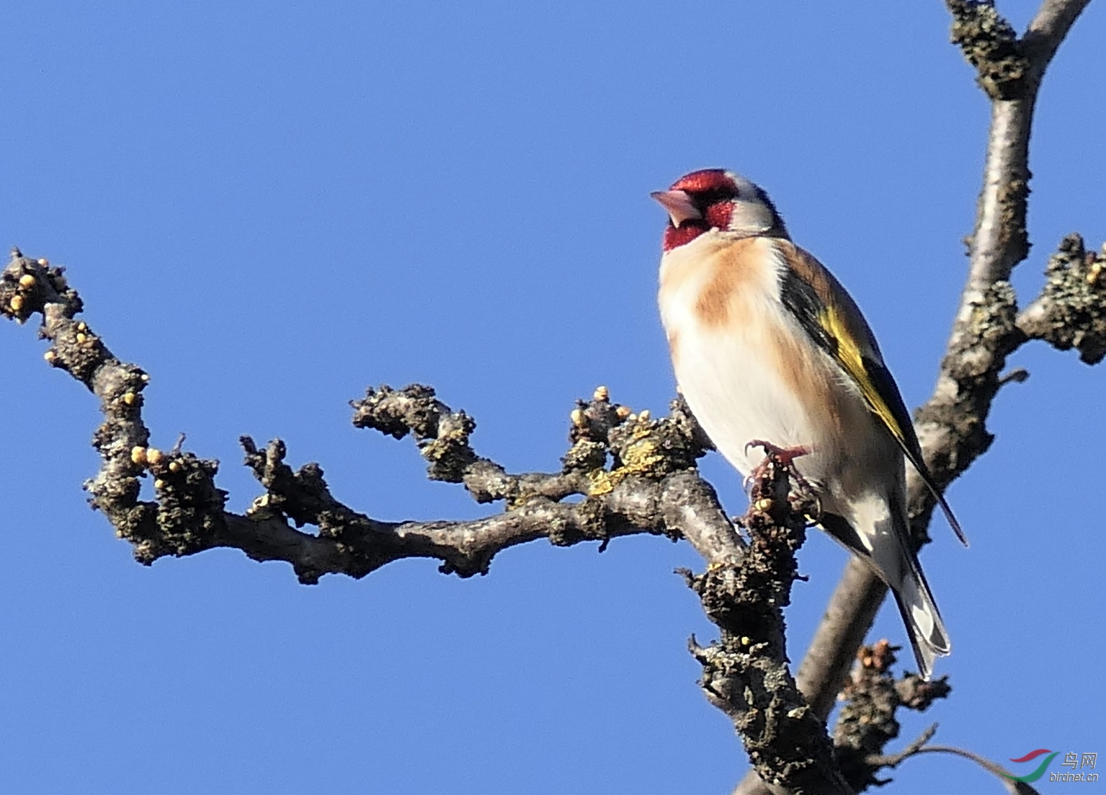 紅額金翅雀-松下fz2500p1020166.jpg