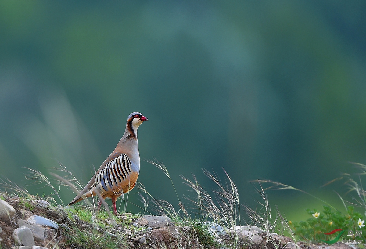 大石鸡是我国特有种,分布区狭窄;石鸡为广布种.