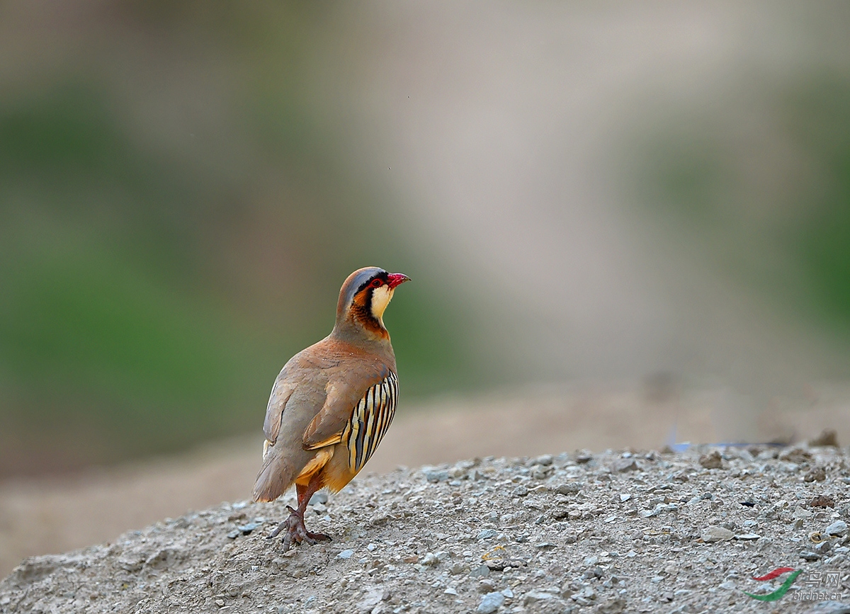 大石鸡甘肃明星鸟大石鸡