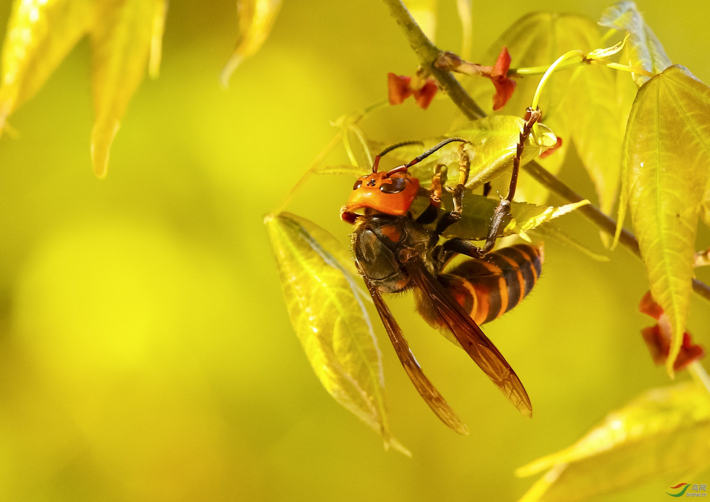 当警惕美丽的外表杀人蜂