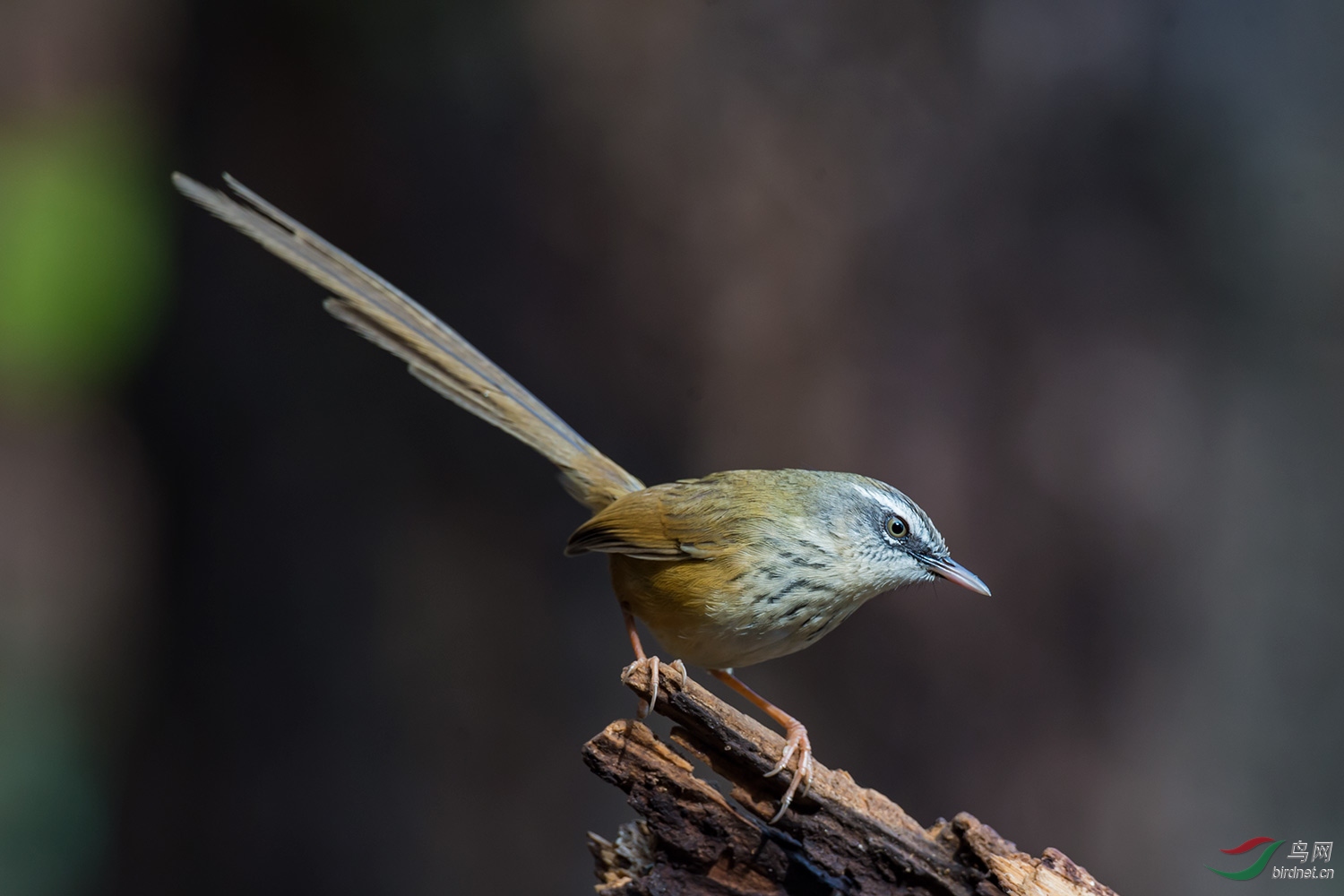 黑喉长尾山鹪莺