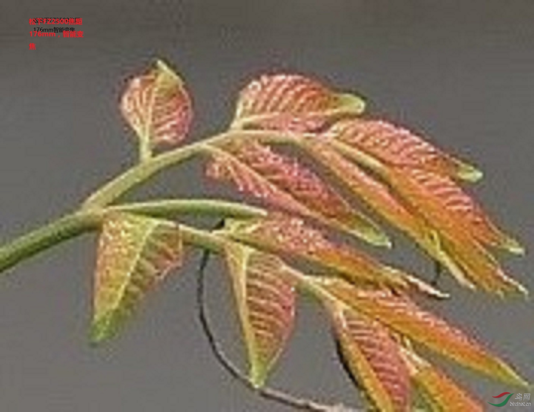 ����FZ25001350mmP1290755.JPG