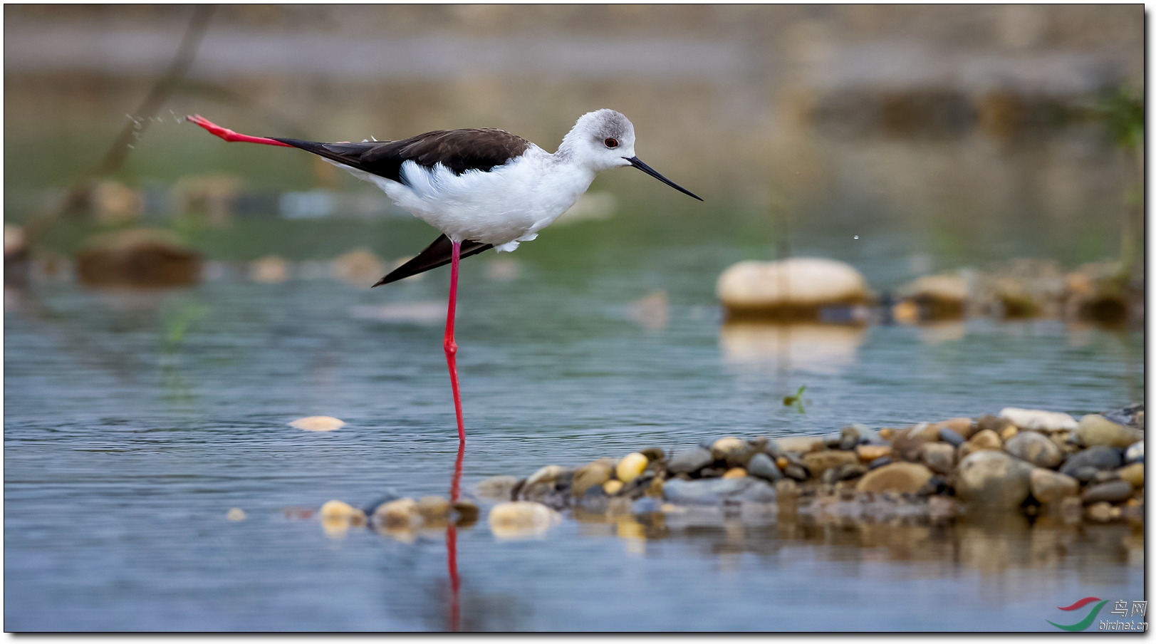 水上探戈-黑翅长脚鹬
