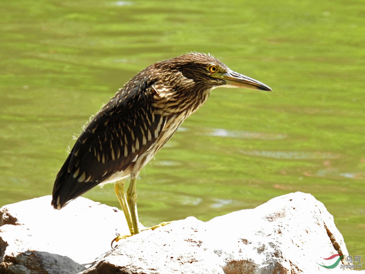 DSCN4148 ����.jpg