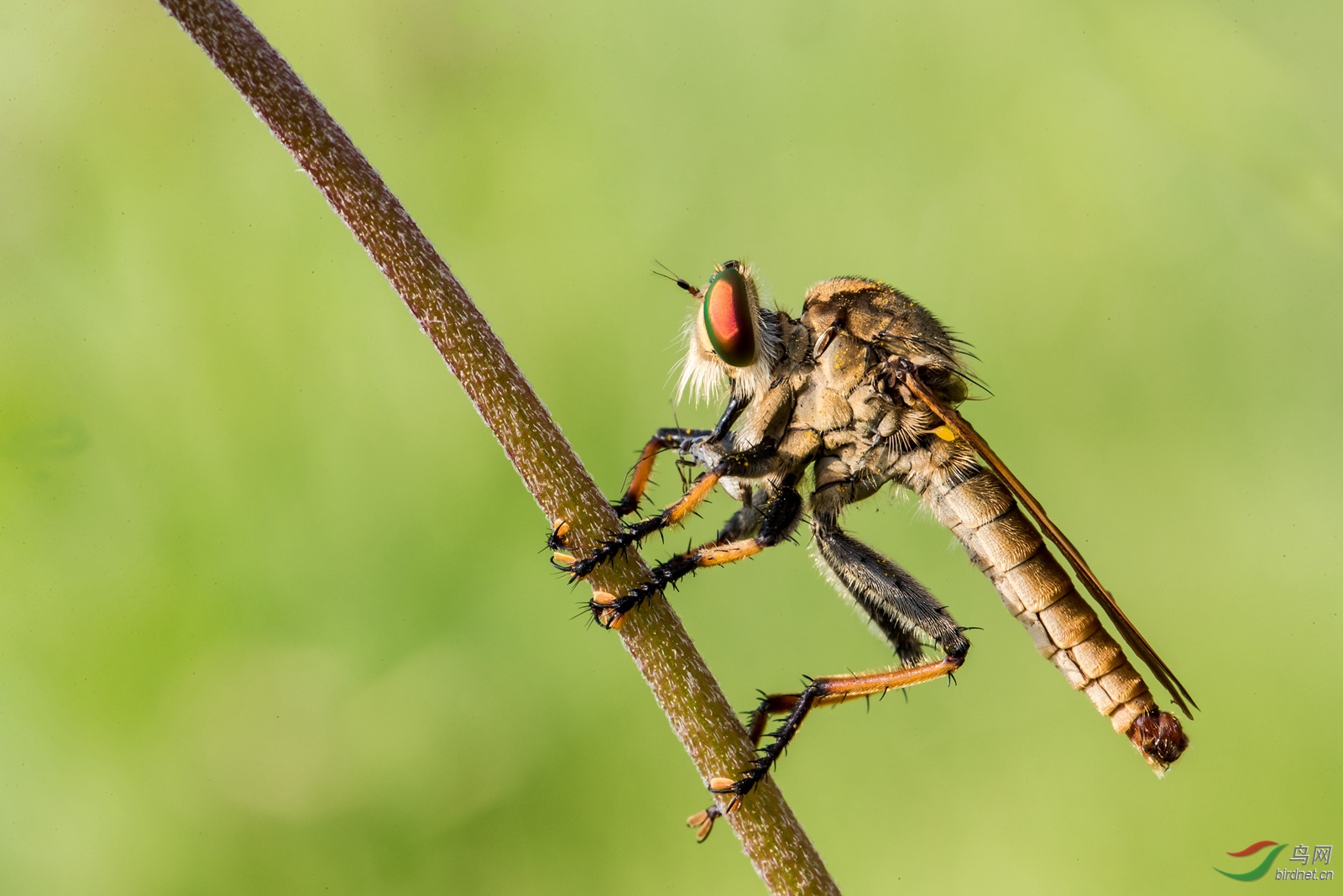 正在吃大餐的食虫虻