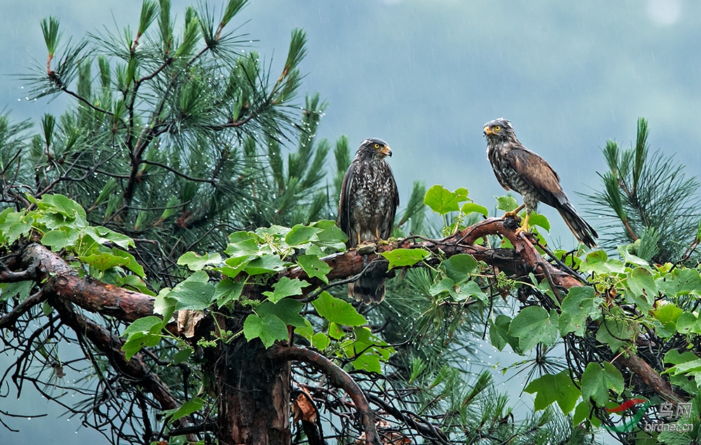 树上的灰脸鵟鹰