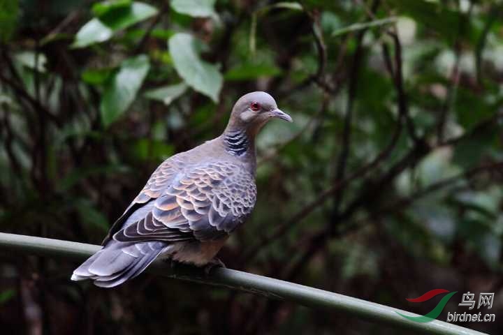 珠頸斑鳩