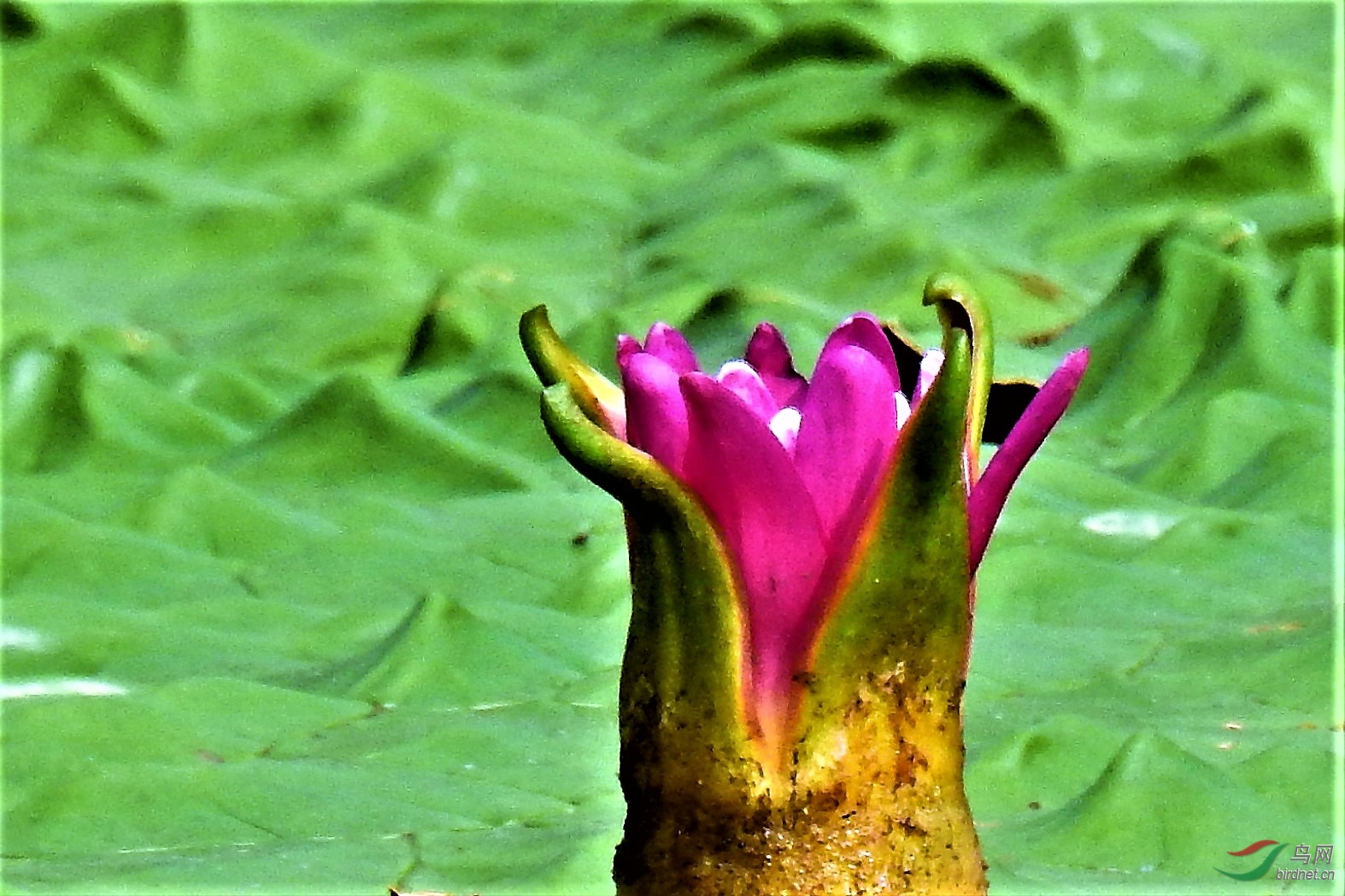 鸡头米红花绿叶