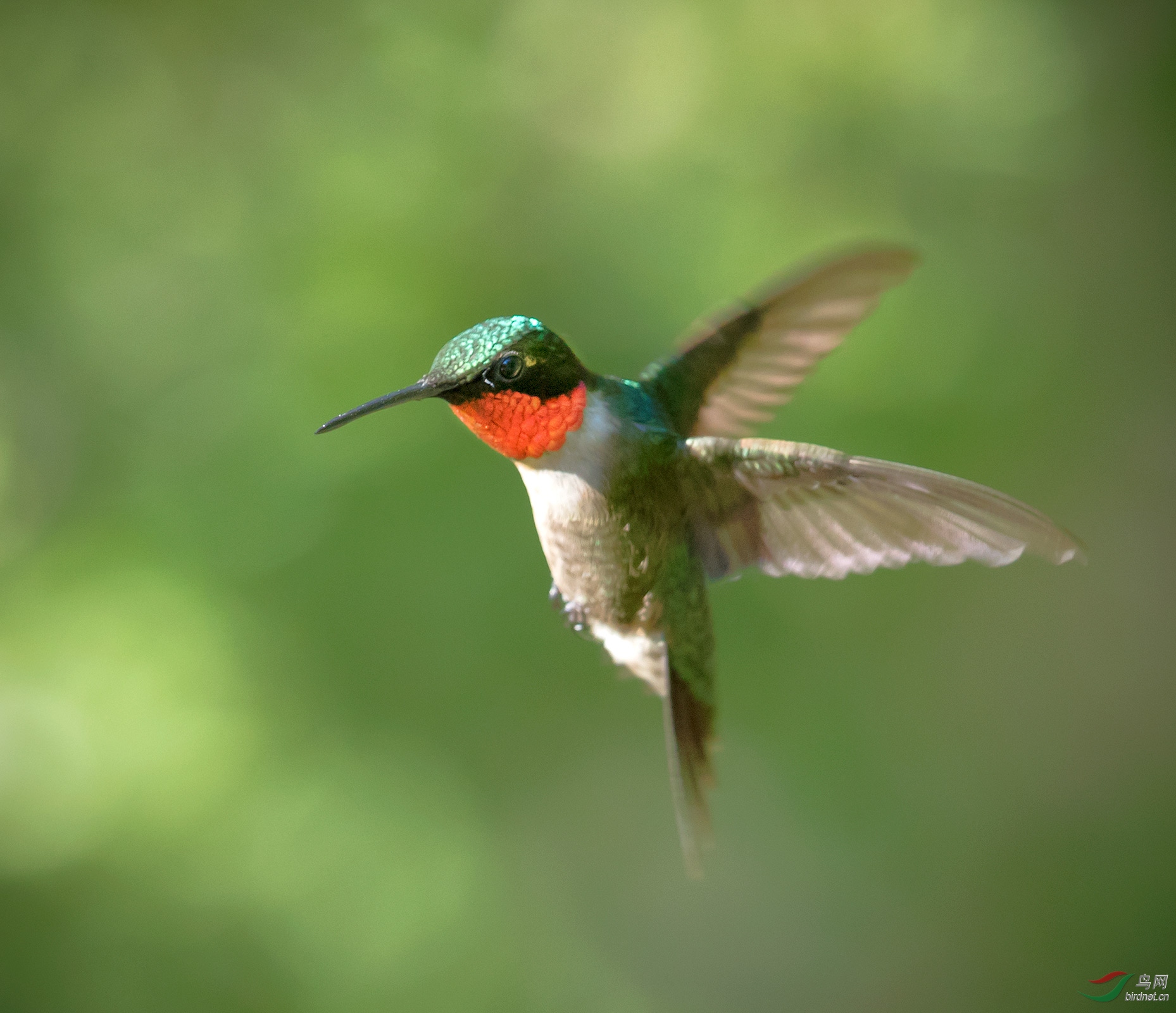 难得一见的雄性红颈蜂鸟,终于今年拍到了.